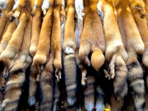 Red Fox Wild Fur