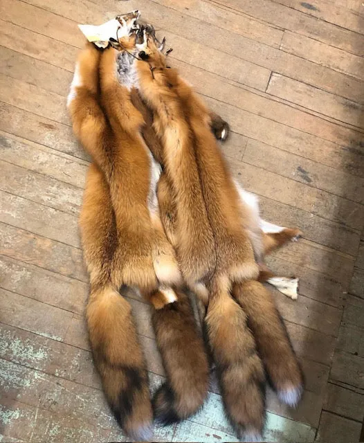 Red Fox Wild Fur