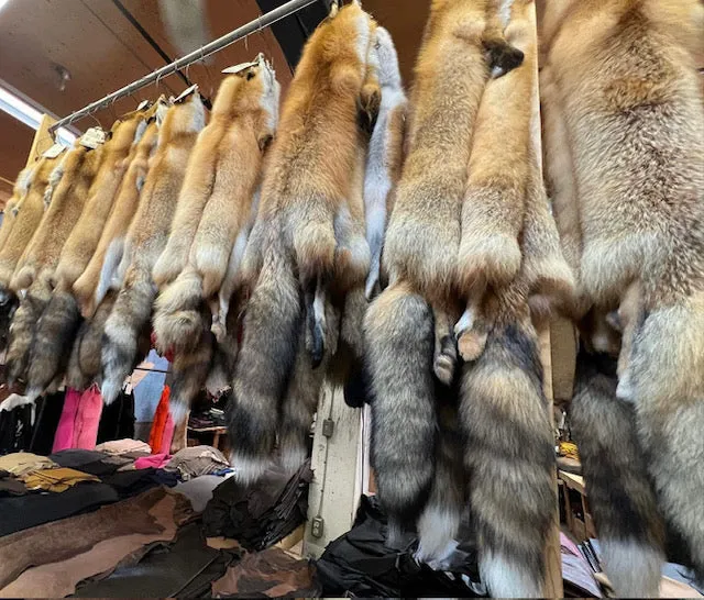 Red Fox Wild Fur