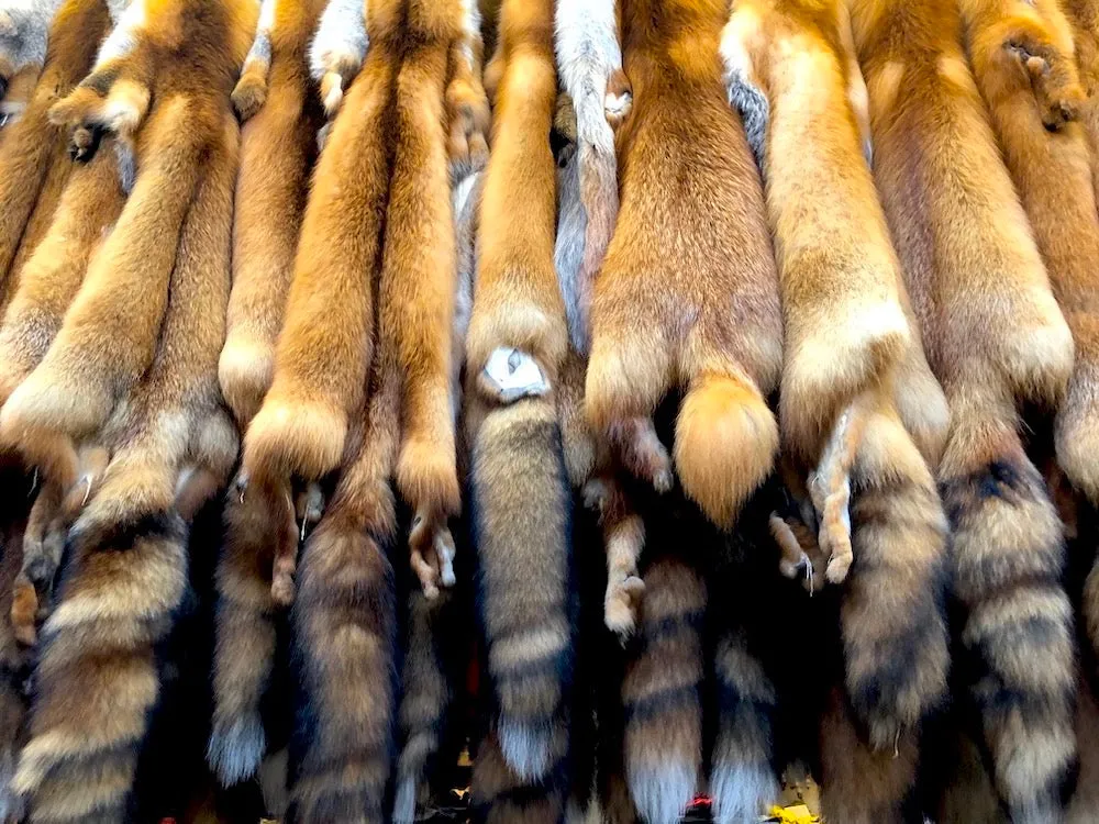 Red Fox Wild Fur